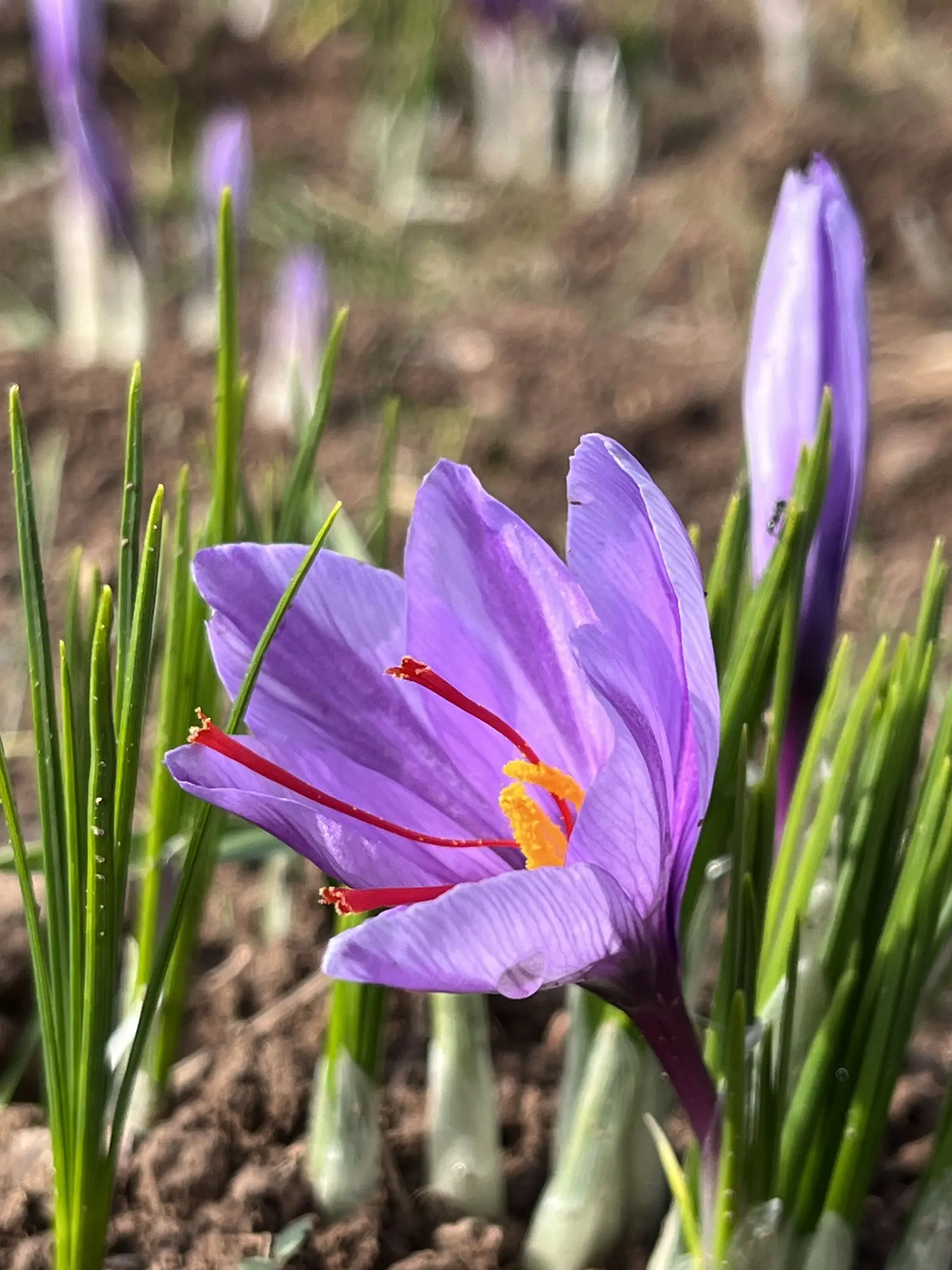 acafrao-verdade-masaffron-flor